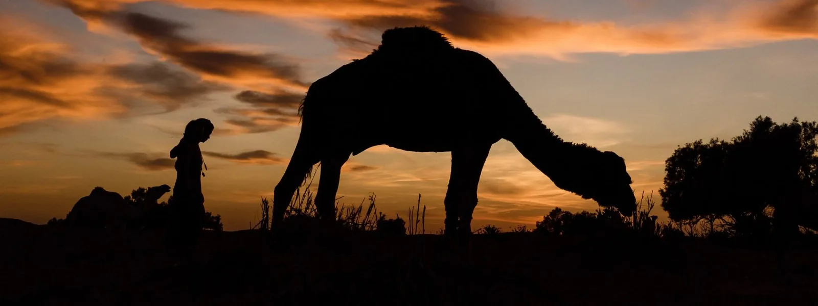 Silhouettes d'un dromadaire et d'une marcheuse au crépuscule, désert marocain